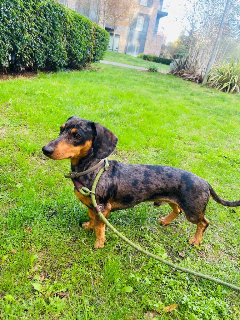 🐾 Blue – 16-Month-Old Miniature Dachshund 🐾