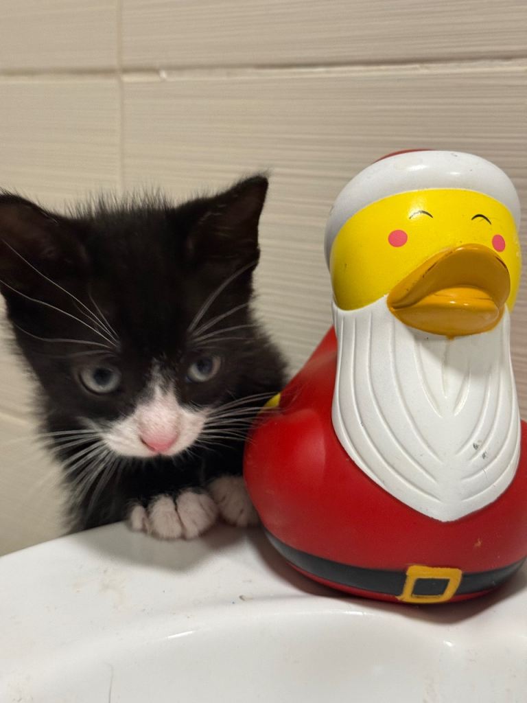 2 boy kittens available 