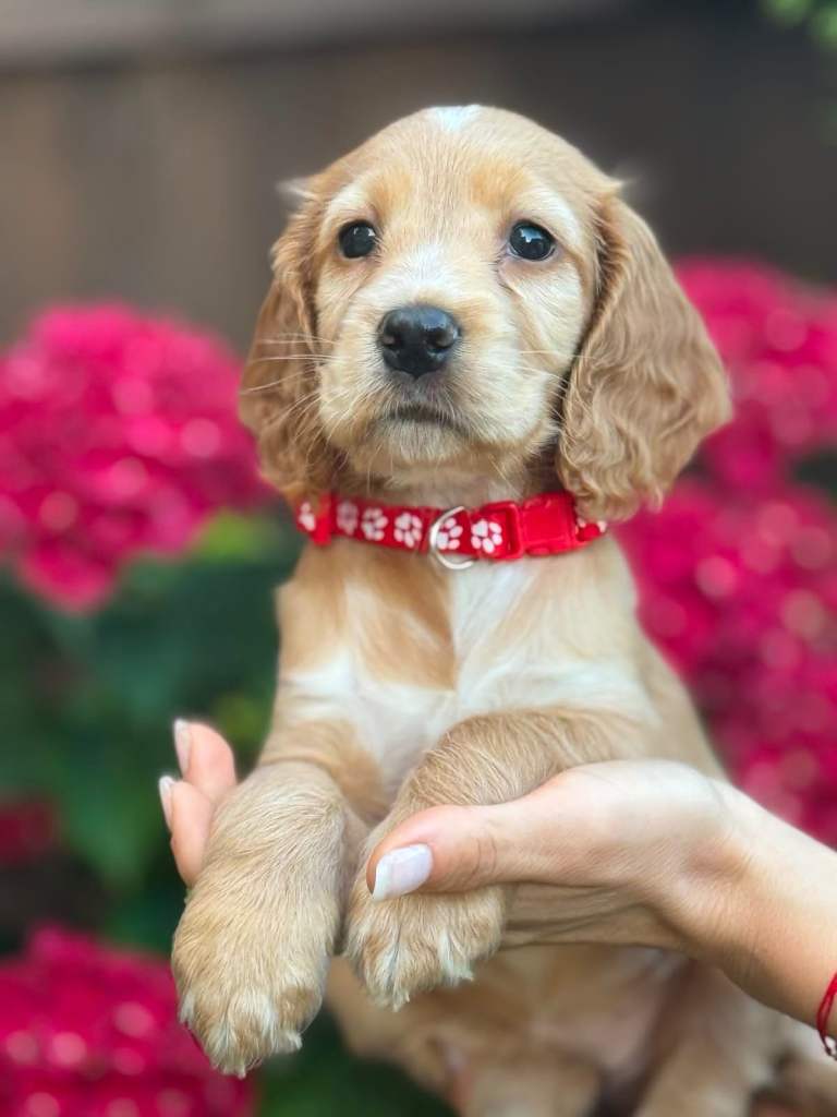 Only 2 girls left Show Type Cocker Spaniel Puppies