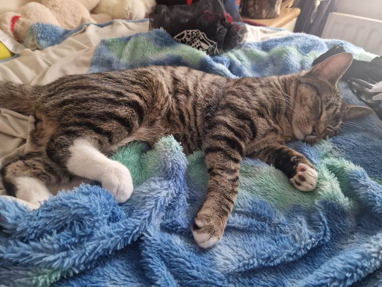 8 months Tabby cat for sale.