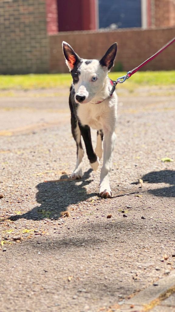 PENDING - Border Collie