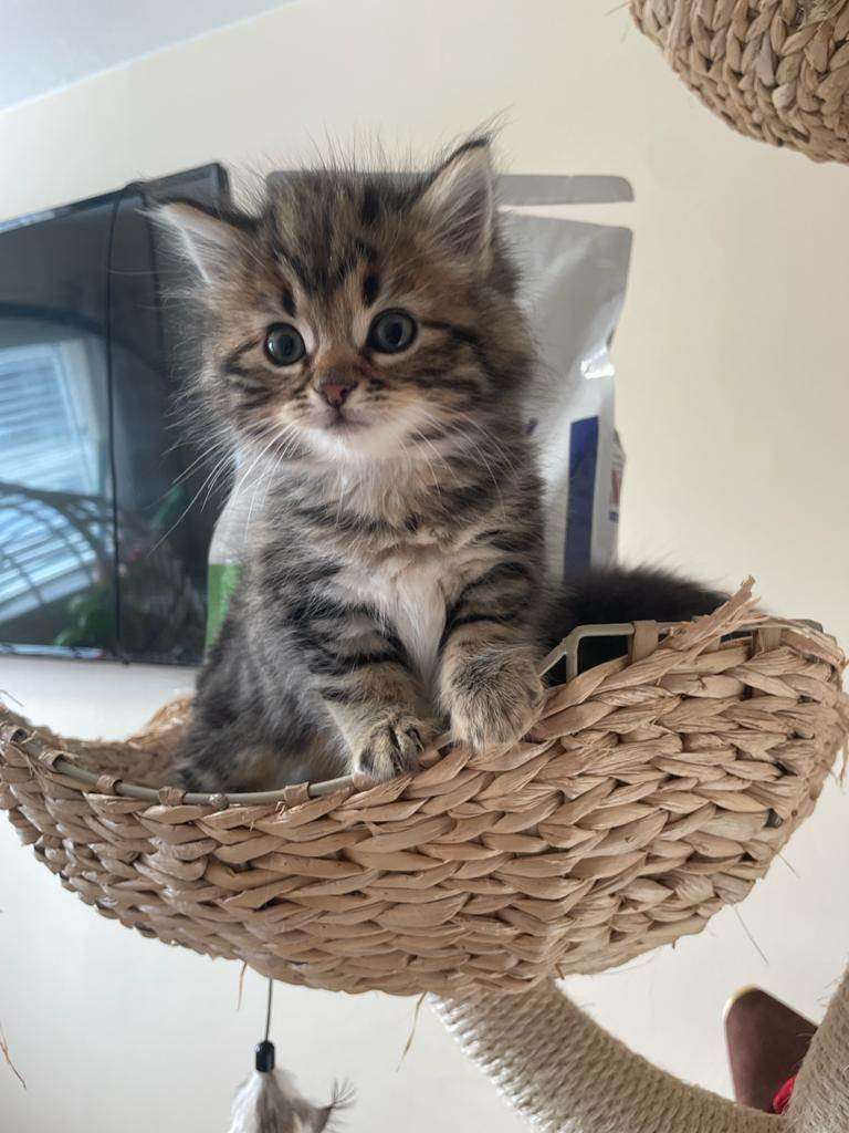 Baby Kittens for sale 