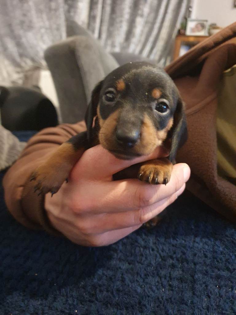 Small mini dachshund puppies