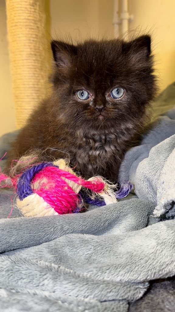 Golden Shaded & Solid Brown Persian Kittens – Ready This Weekend