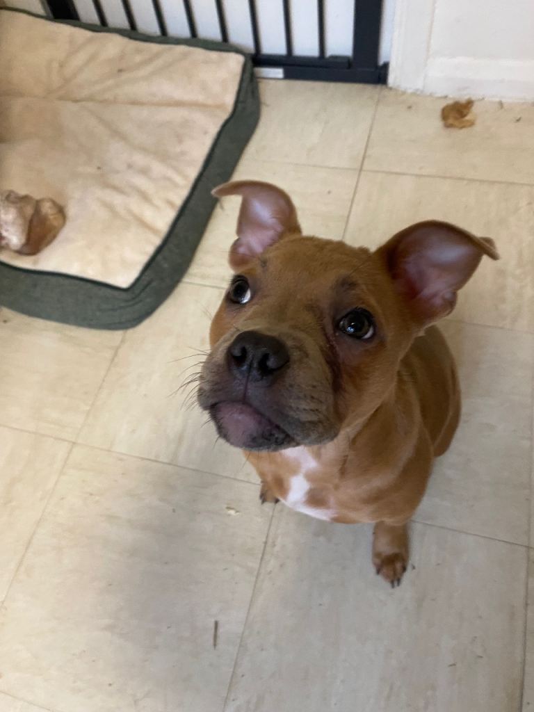 Adorable 5 month old