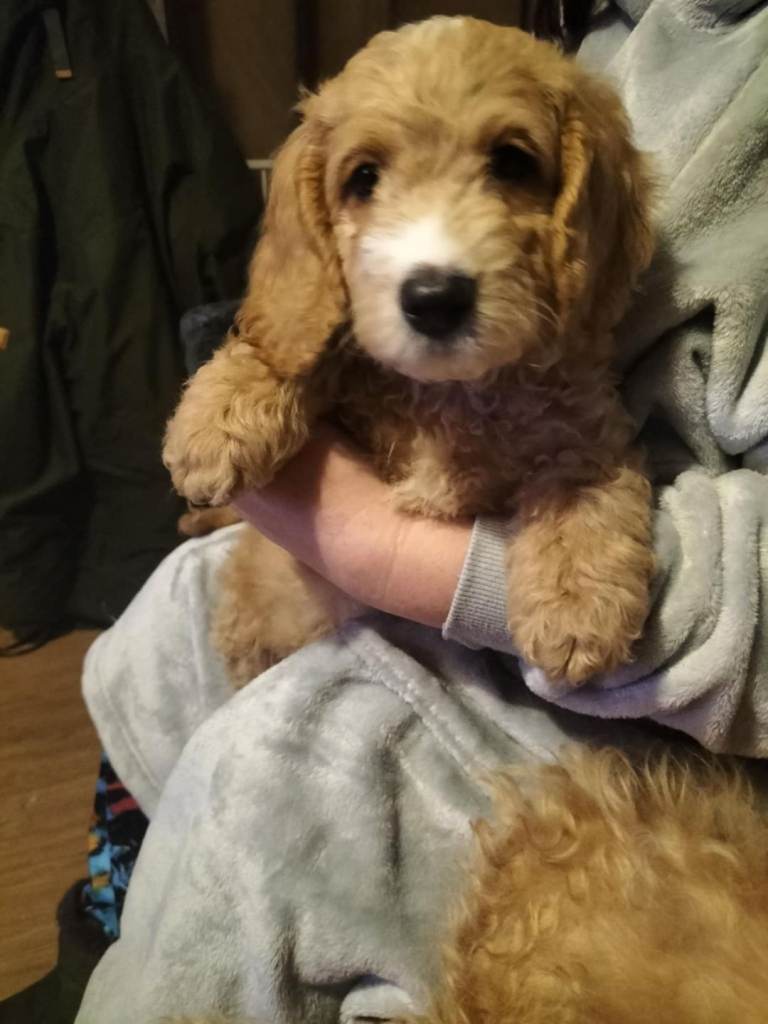 Maltipoo x cockerpoo puppies 