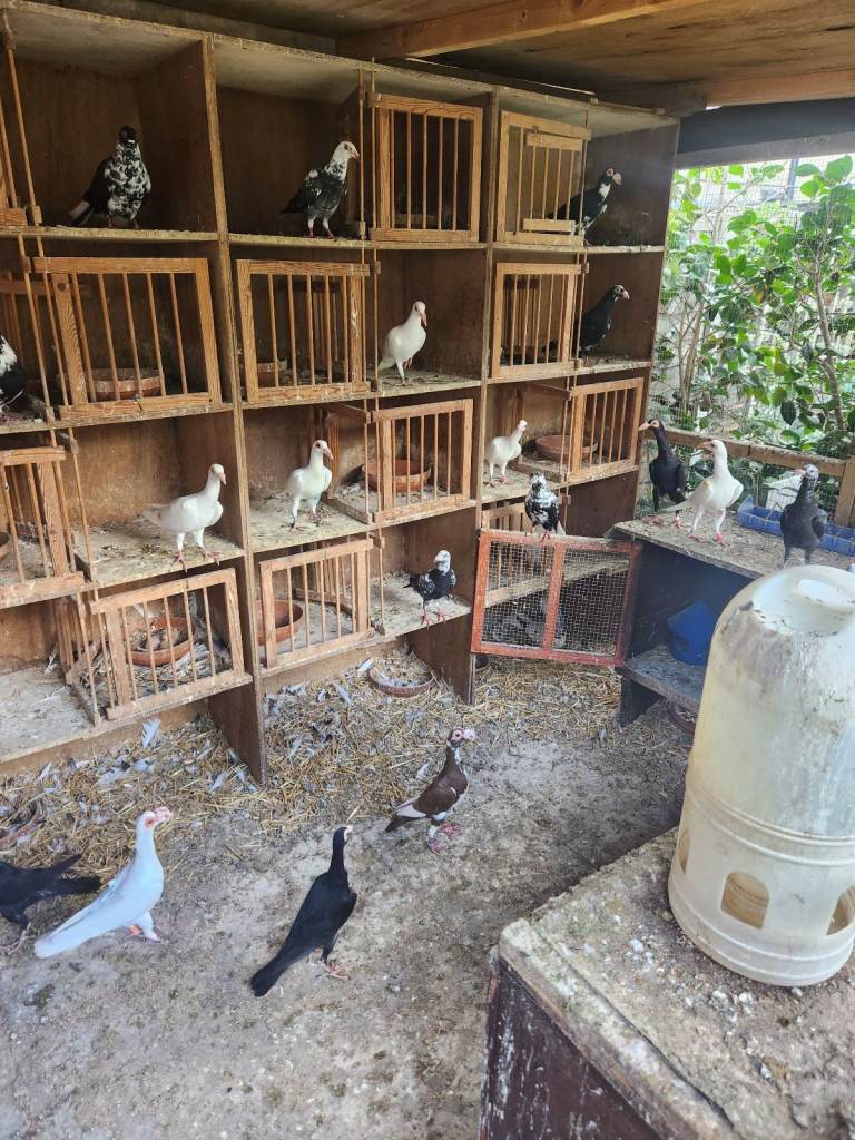 Fancy pigeons for sale 