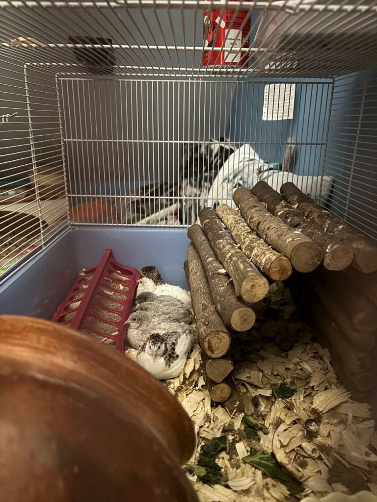 Button quails 