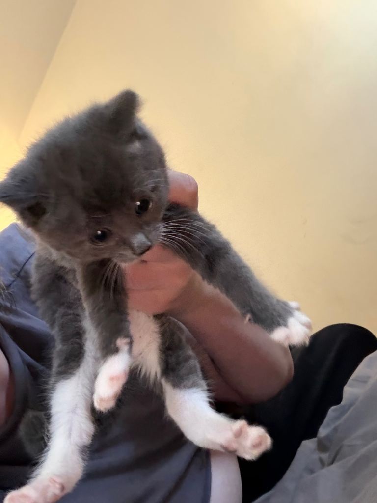 Kittens £100