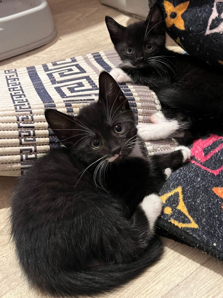 Kittens for sale 