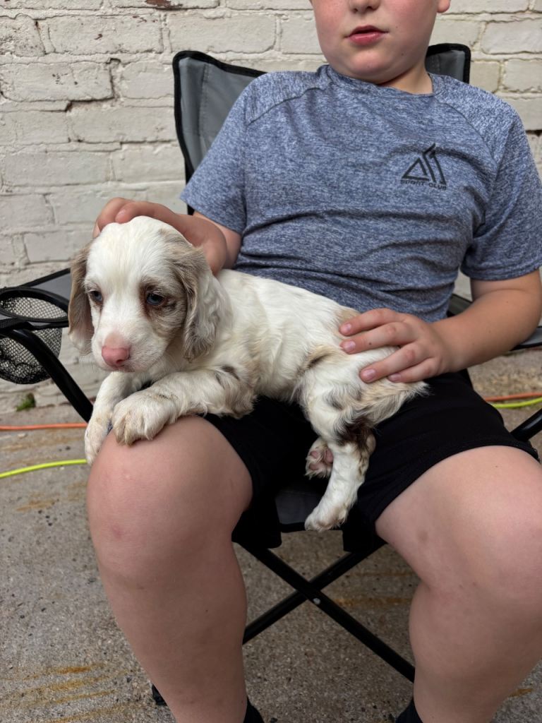 Cocker spaniel 