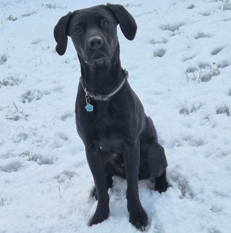 Labrador, male, black, 17 months.