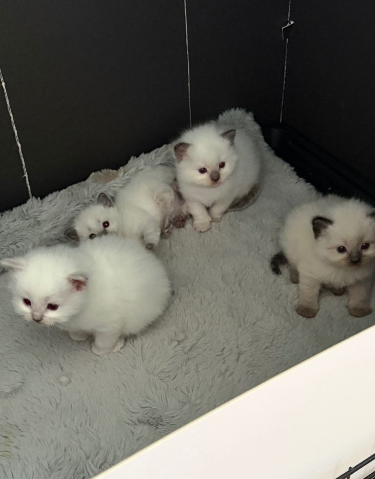 Beautiful blue point and bicolour ragdoll kittens for sale 