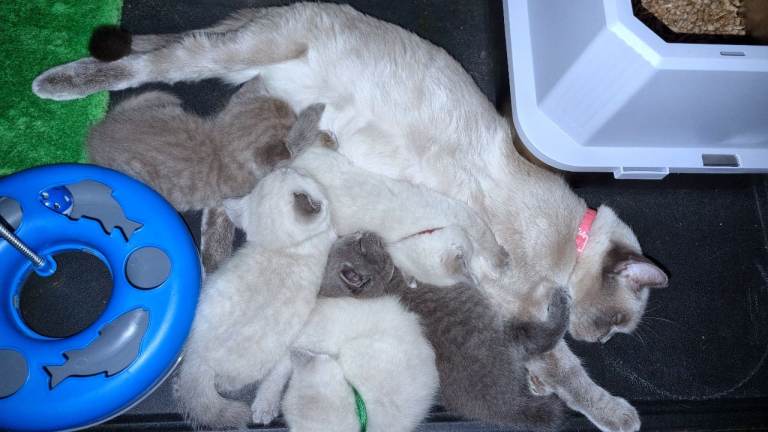 Beautiful British Shorthair Kittens – Ready to Reserve