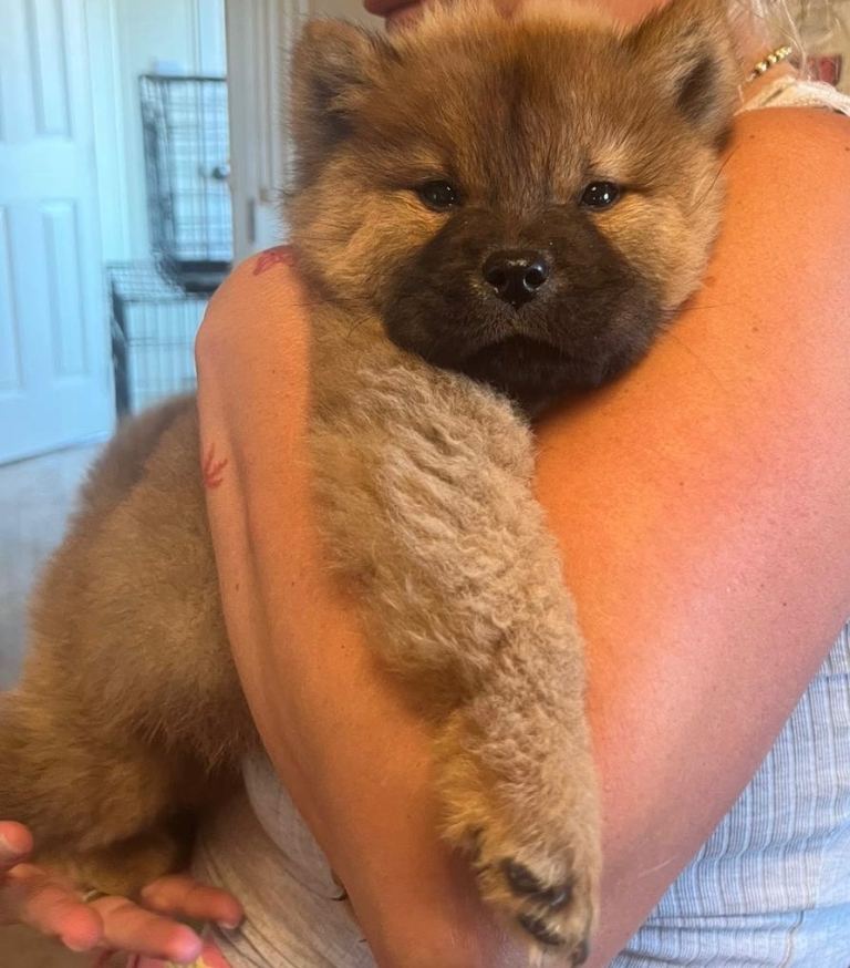 Merle Chow chow puppies