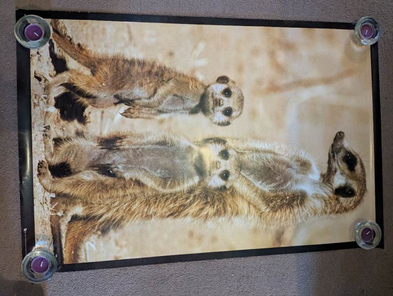 Free meerkat poster