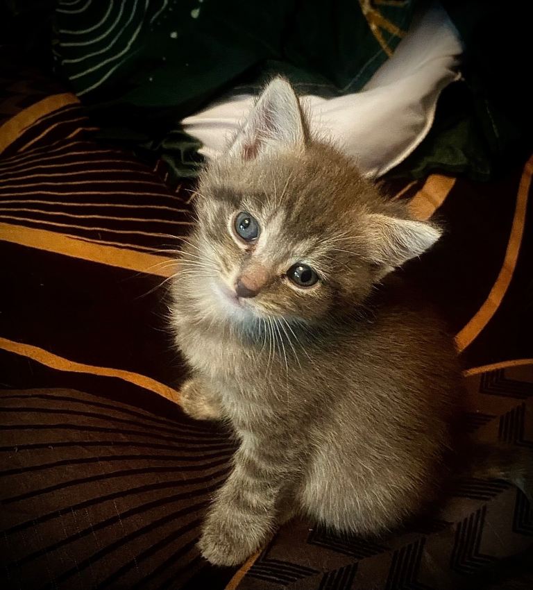 2 beautiful little kittens grey male &girl ginger white (Brighton)