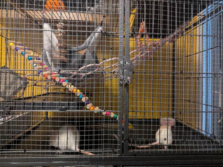 2 female rats with cage 