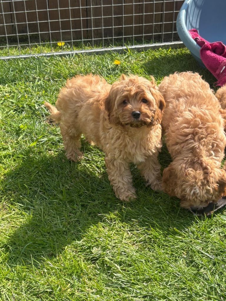 Cavapoos