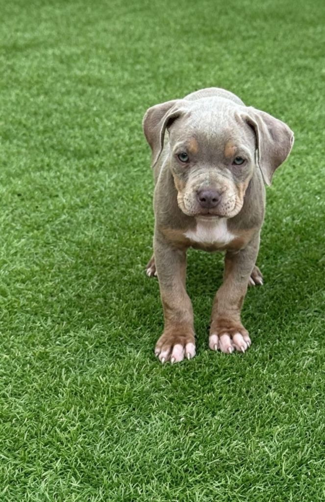 American pocket bully puppies 