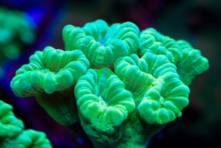 Bright Neon Green Candy Cane LPS coral frag
