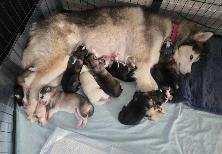 Siberian husky puppies 