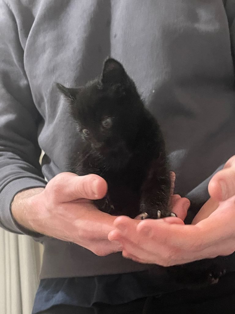 Black shorthair kittens for sale