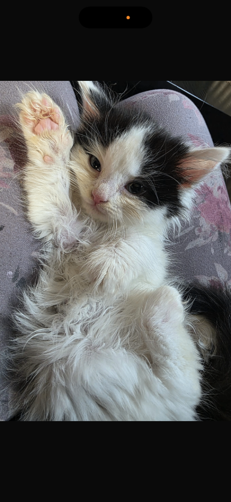 Ragdoll kittens