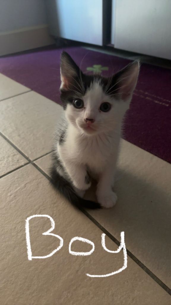 8 week kittens, £130