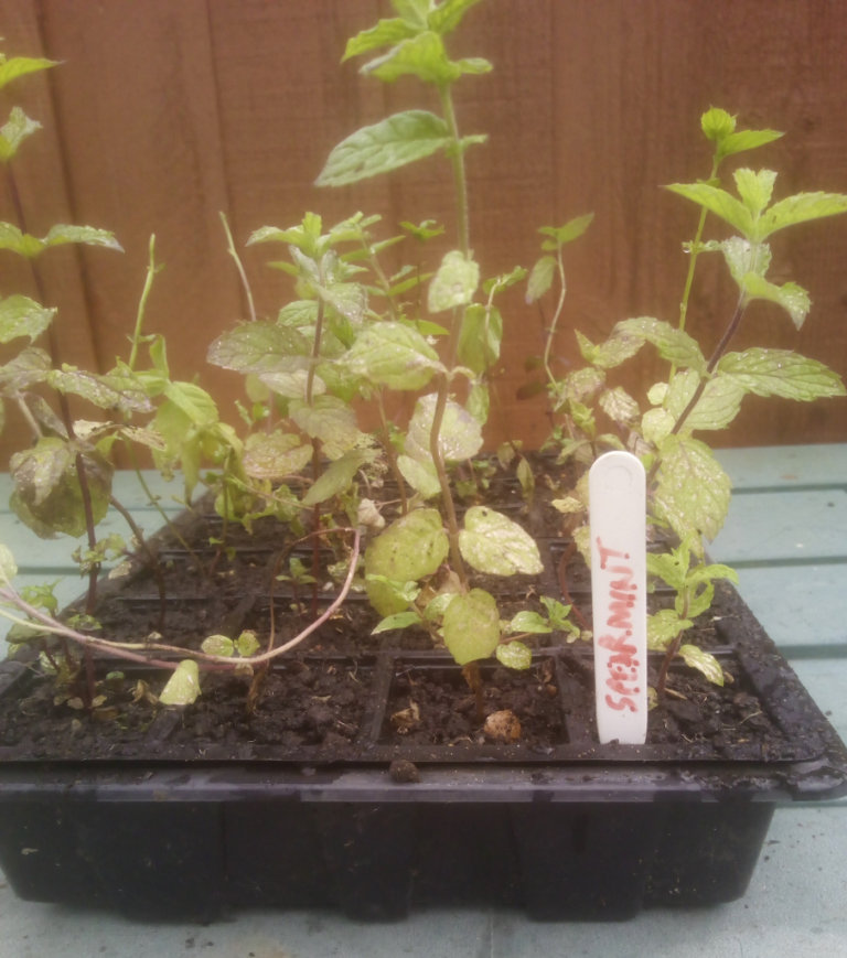 1 x spearmint ( Herb ) plant £3