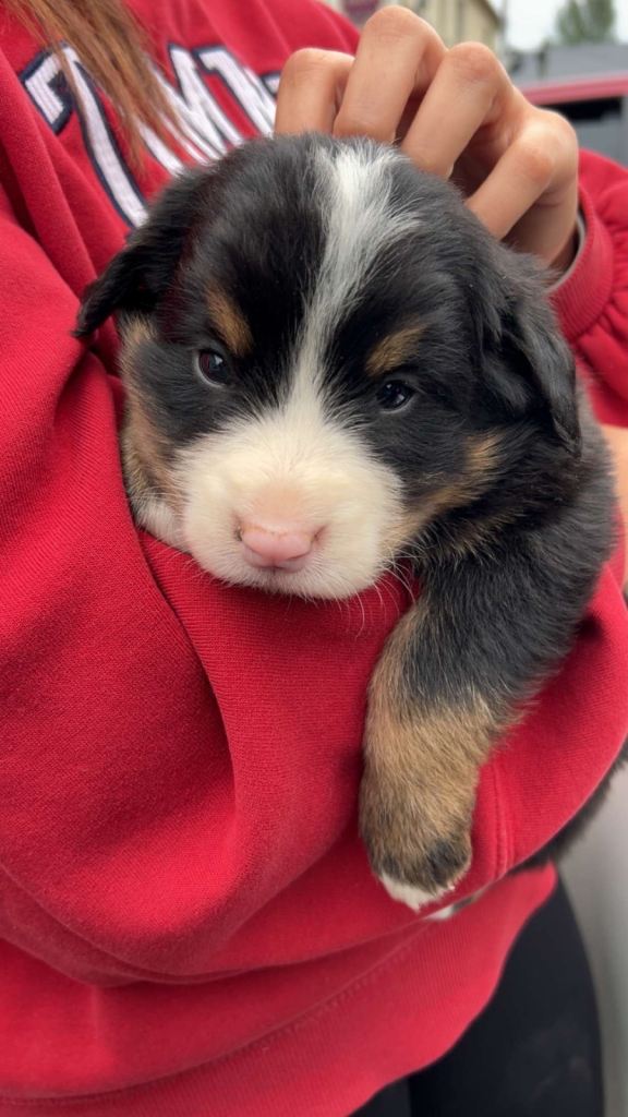 Collie cross pups 