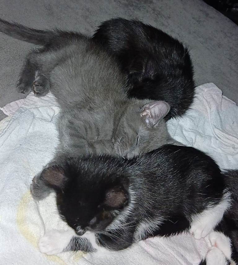 Kittens for sale 
