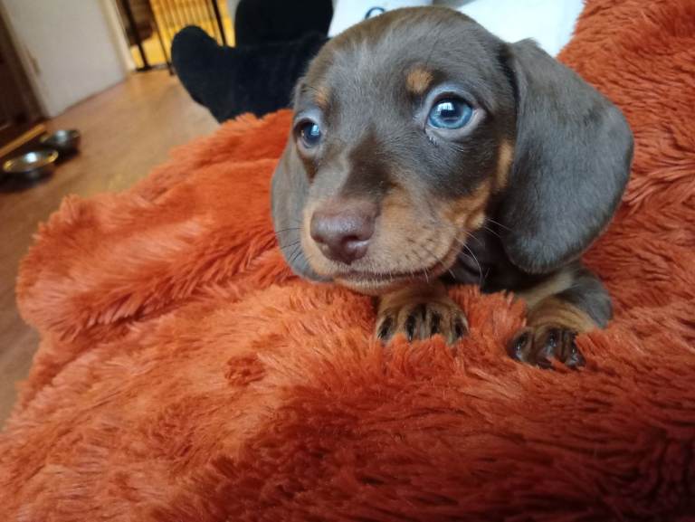 7 beautiful chocolate dachshund puppies ready to find their forever families ❤️