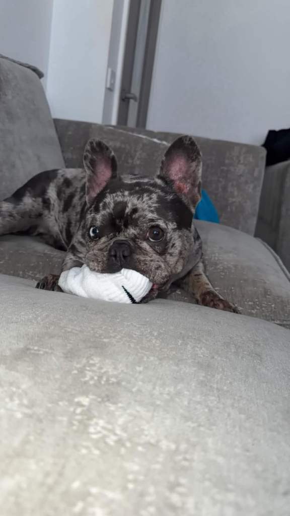 MURL FRENCHIE