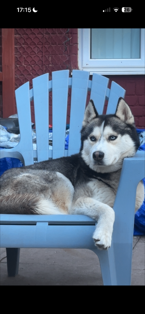 Siberian Husky 