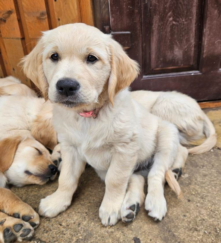 READY TO LEAVE Beautiful Litter of Golden Retriever puppies