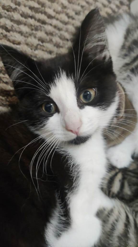 11 Week Old British Longhair Kiten