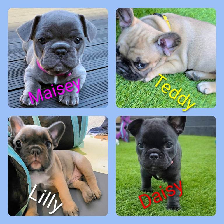 ✨️Exceptional Quality French Bulldog Puppies✨️