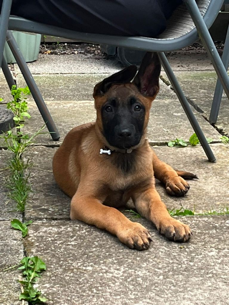 Belgian shepherd malinois 