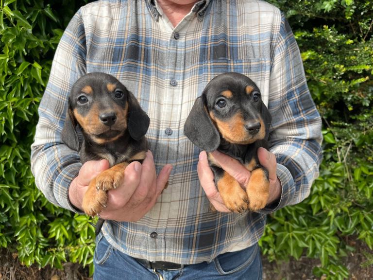 Miniature smooth coat dachshund puppies