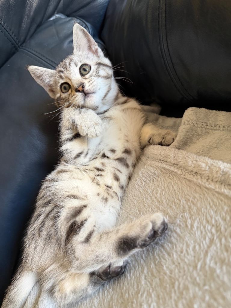 Maine Coon x Bengal Kittens