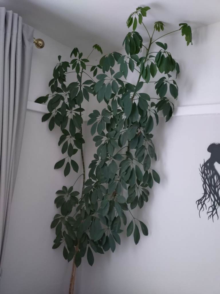 Umbrella plant 