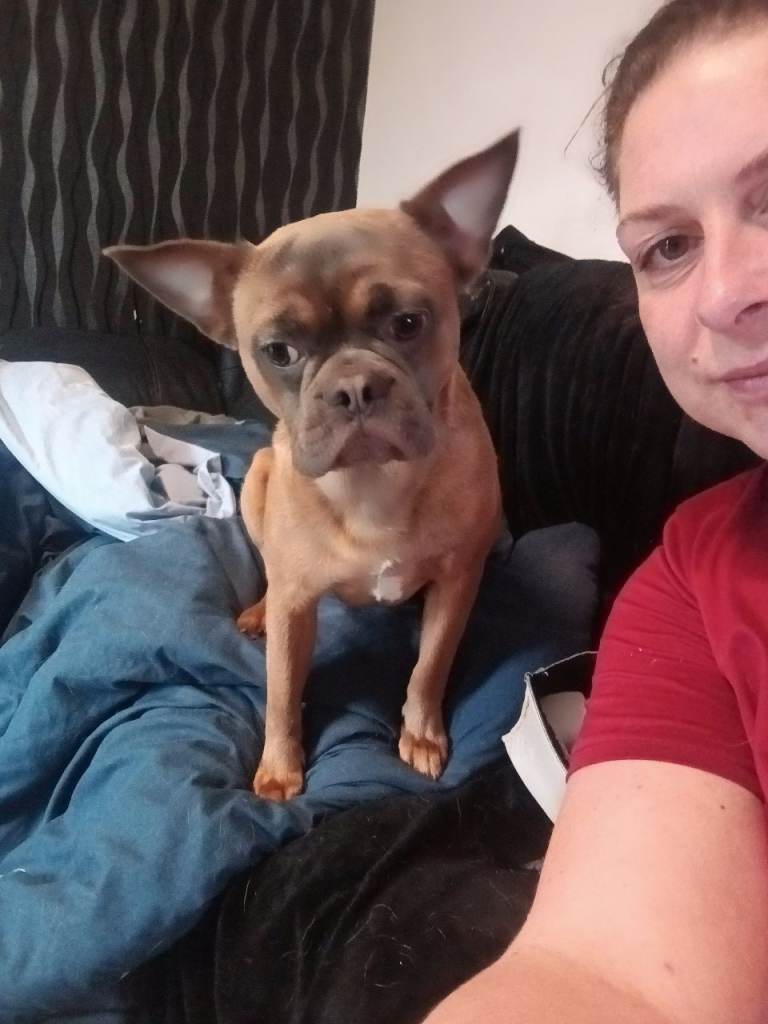 12 month old frenchie 