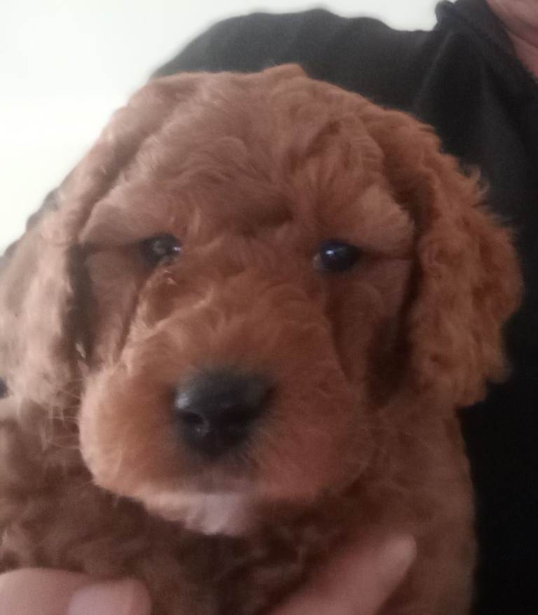 F1b Toy Cockapoo Girl Pup 