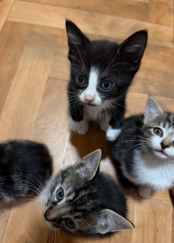 Cute Kittens For Sale