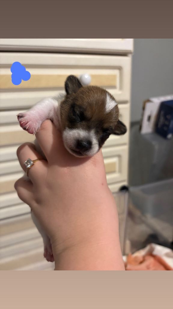 Jack Russell puppys
