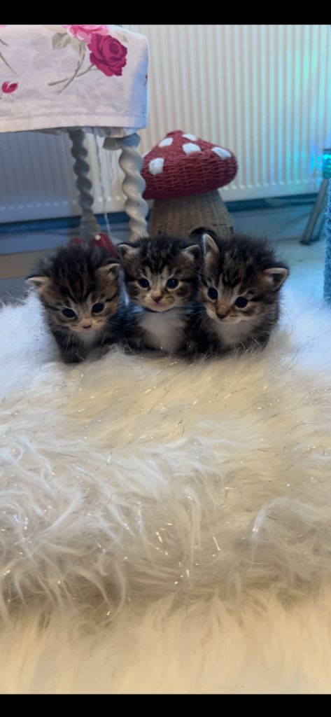 Kittens for sale 