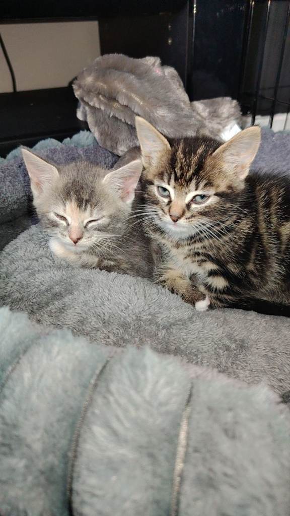 Main coon cross male kitten