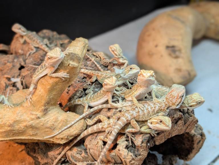 Bearded dragons