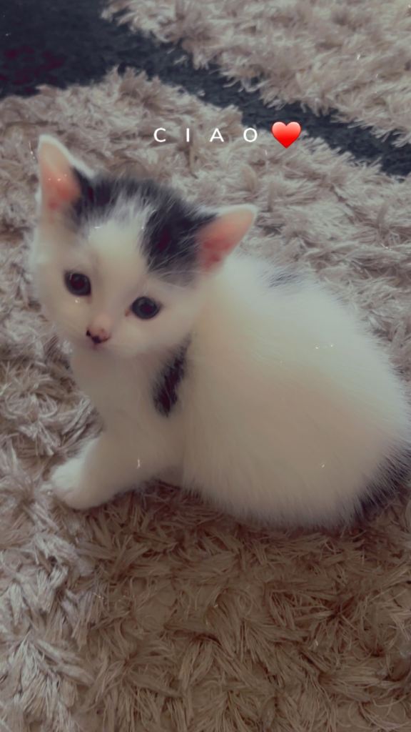 Baby kitten for sale 